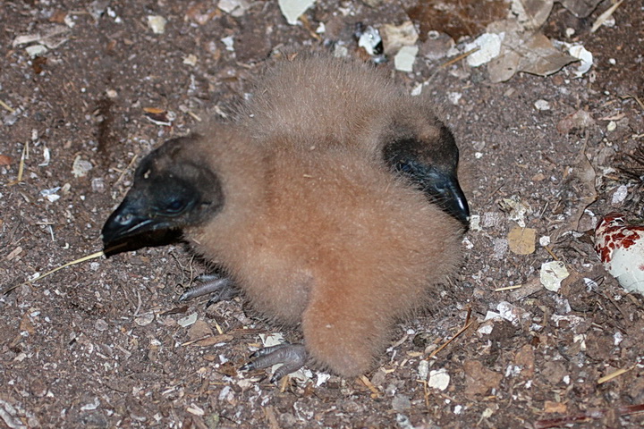baby_vultures Vulture Chicks