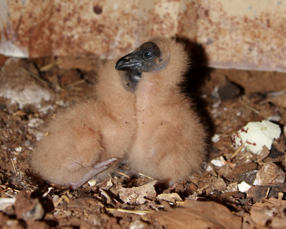 American Black Vulture chicks in shed area next to barn.